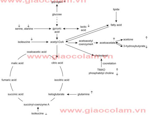 Nghiên cứu meta về cơ chế của Giảo cổ lam và atorvastatin điều trị tăng lipid máu ở chuột