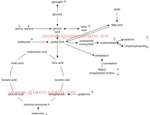 Nghiên cứu cơ chế của Giảo cổ lam với bệnh tăng lipid máu