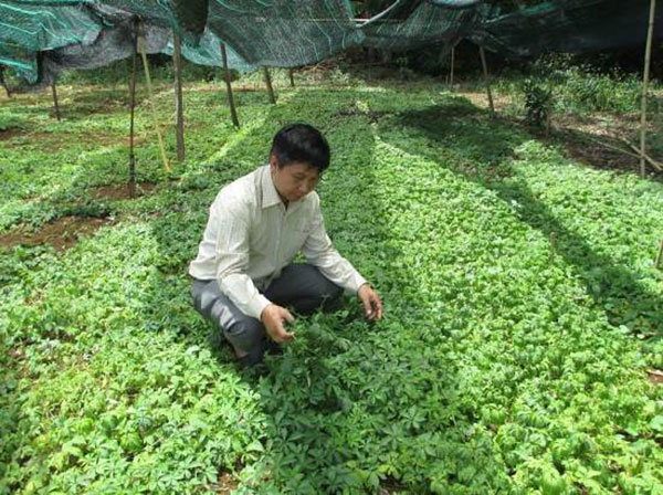 Kỹ Thuật Chăm Soc Va Trồng Cay Giảo Cổ Lam