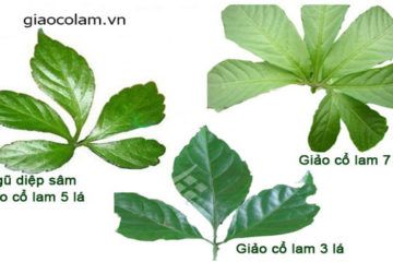 Cây giảo cổ lam 7 lá: đặc điểm và tác dụng!