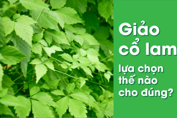 Giảo cổ lam - lựa chọn thế nào cho đúng?