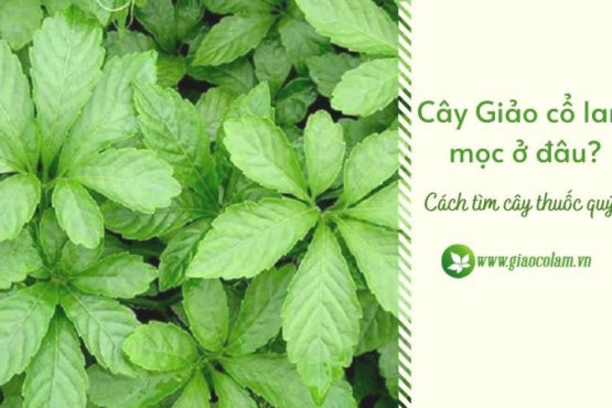 Cây Giảo cổ lam mọc ở đâu? – Cách nhận biết!