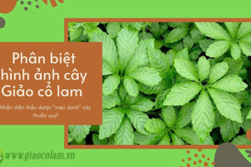 Hình ảnh cây Giảo cổ lam giúp phân biệt thật – giả chính xác!