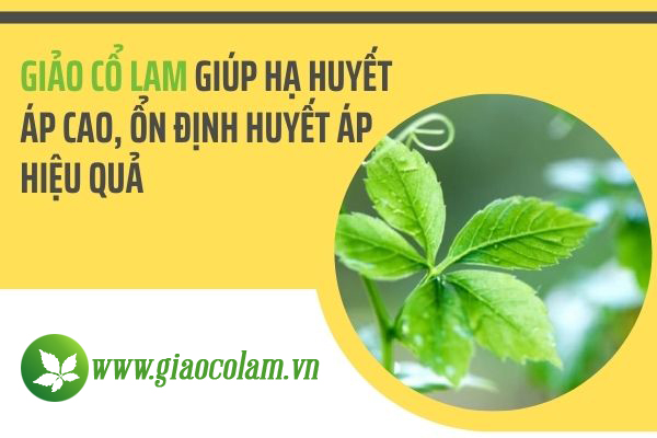 Tác dụng của giảo cổ lam trong việc hạ huyết áp được chứng minh như thế nào?
