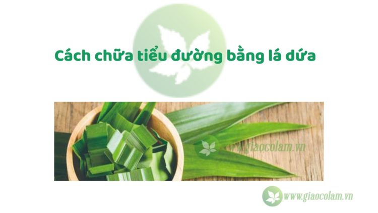 Lá dứa có công dụng gì khác ngoài việc trị tiểu đường?
