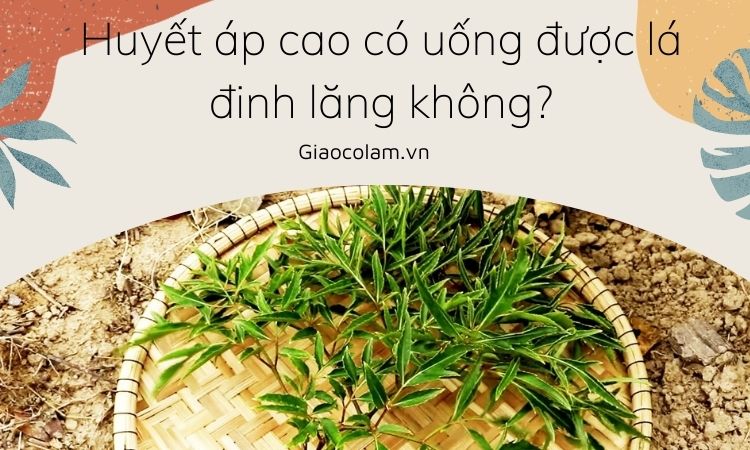 Đinh lăng có thể hỗ trợ điều trị bệnh cao huyết áp không?
