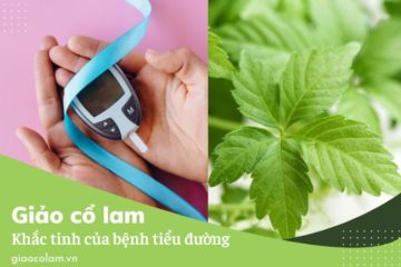 Giảo cổ lam khắc tinh của bệnh tiểu đường type 2!