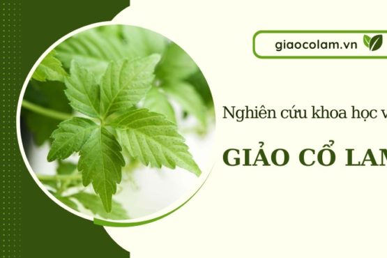 [Tổng hợp] Nghiên cứu khoa học về công dụng giảo cổ lam