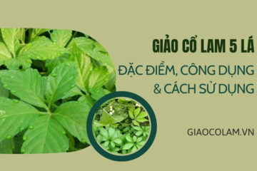 Giảo cổ lam 5 lá: đặc điểm, công dụng, cách sử dụng!